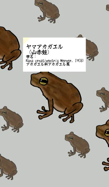 ヤマアカガエルを愛する人の為の着せ替えの着せ替えメイン画像