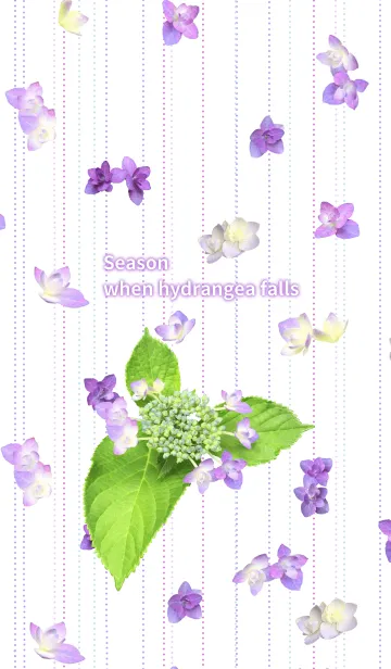 [LINE着せ替え] Season when hydrangea fallsの画像1