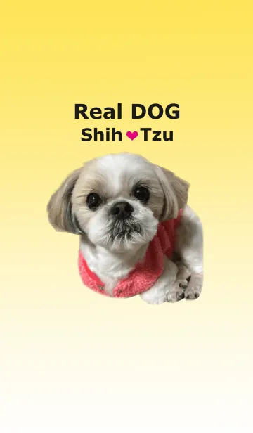 [LINE着せ替え] Real DOG シーズーの画像1