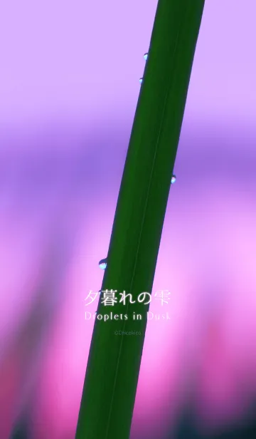 夕暮れの雫の着せ替えメイン画像