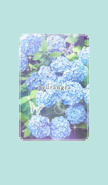 [LINE着せ替え] hydrangea - 紫陽花の画像1