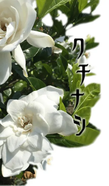 [LINE着せ替え] クチナシの画像1