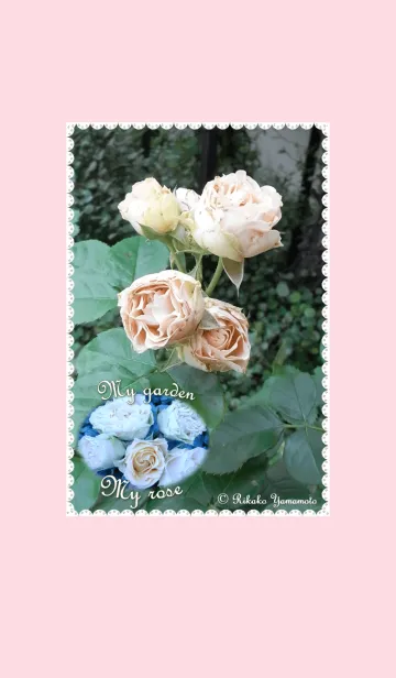 [LINE着せ替え] My garden, My rose_Antique lace_3の画像1