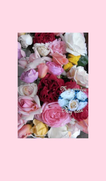 My garden, My rose_Pierre de Ronsard_5の着せ替えメイン画像