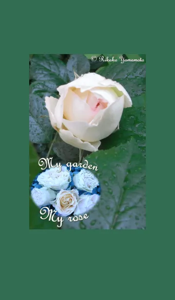 [LINE着せ替え] My garden, My rose_Brand Pierre de R_2の画像1