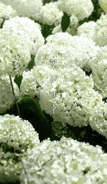 ア ジ サ イの着せ替えメイン画像