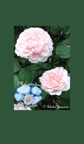 [LINE着せ替え] My garden, My rose_Masako Eglantine_3の画像1