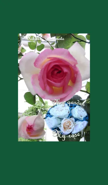 [LINE着せ替え] My garden, My rose_Pierre de Ronsard_7の画像1
