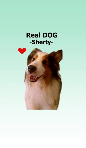[LINE着せ替え] リアルDOG シェルティの画像1
