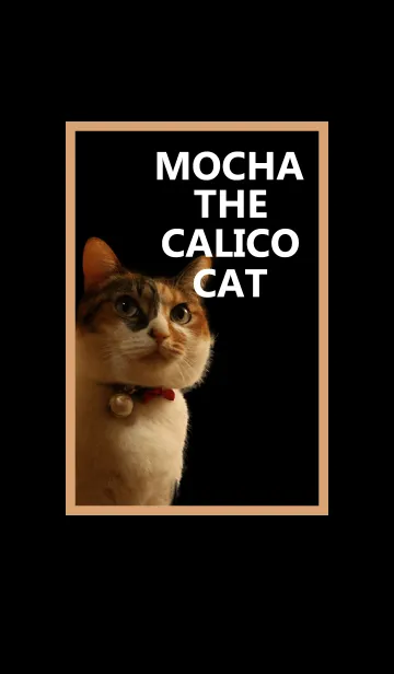 [LINE着せ替え] 三毛のモカにゃんの画像1