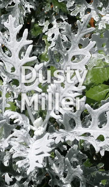 [LINE着せ替え] Dusty Miller-クシロタエギクの画像1