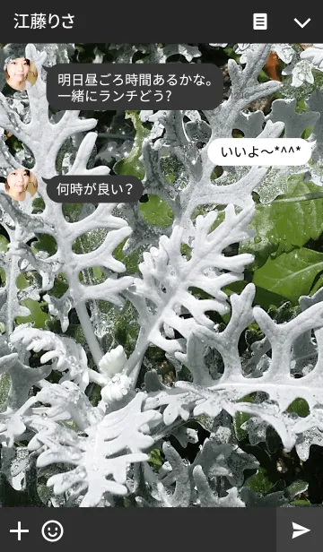 [LINE着せ替え] Dusty Miller-クシロタエギクの画像3
