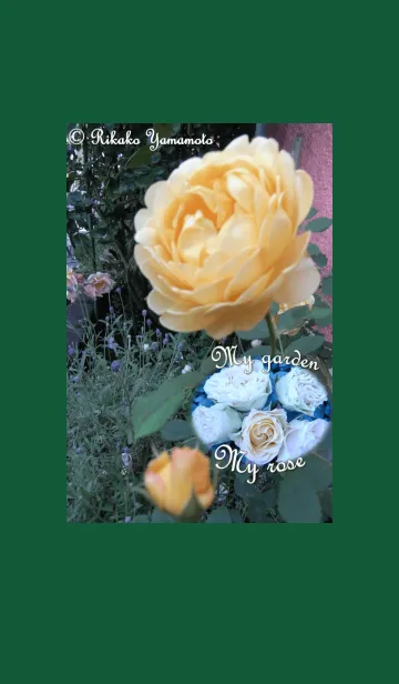 [LINE着せ替え] My garden, My rose_Golden Celebrationの画像1