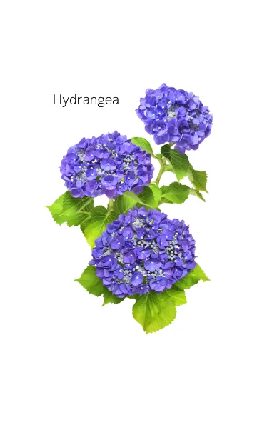 アジサイの着せかえ2の着せ替えメイン画像