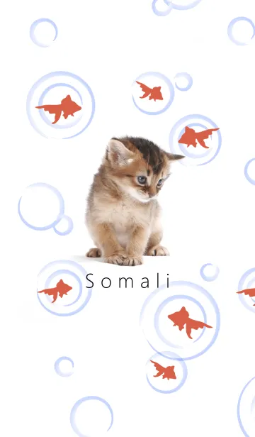 [LINE着せ替え] わんにゃんLOVE やんちゃな子猫ソマリ！の画像1
