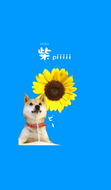[LINE着せ替え] 柴ピーの画像1