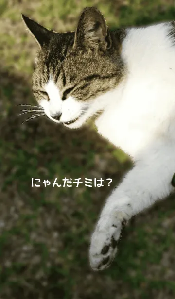 にゃんだチミは？の着せ替えメイン画像