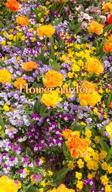 [LINE着せ替え] お花畑～Flower garden～の画像1