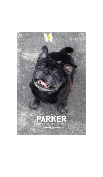 [LINE着せ替え] Pug Parker (Black Pug)の画像1