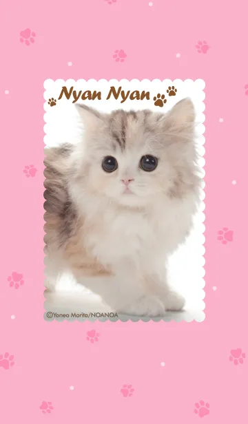 [LINE着せ替え] Nyan Nyan -子猫がいっぱい-の画像1