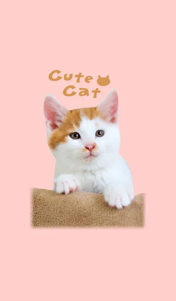 [LINE着せ替え] Cute Cat かわいい茶白の子猫の画像1