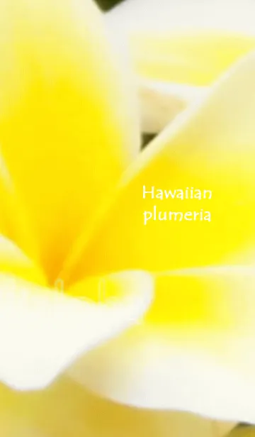 [LINE着せ替え] ハワイアンプルメリアフラワー写真の画像1