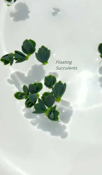 [LINE着せ替え] Floating Succulents ~水に浮かぶ多肉植物~の画像1