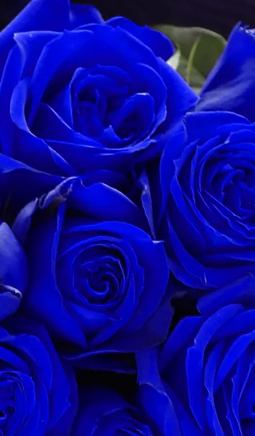 [LINE着せ替え] 【flower】blue roseの画像1