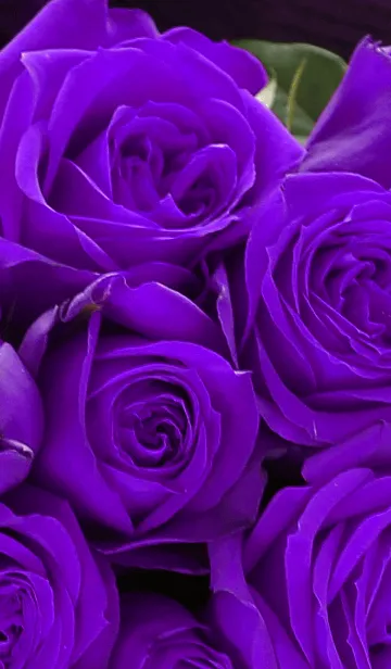 [LINE着せ替え] 【flower】violet roseの画像1
