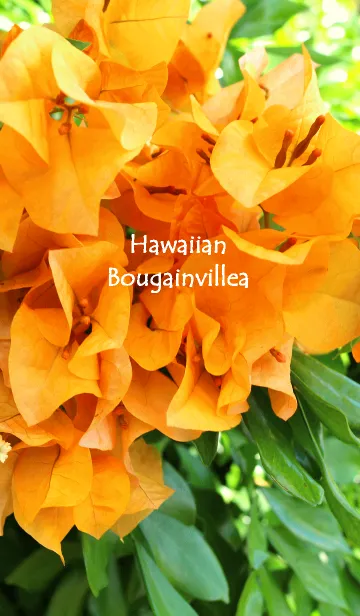 [LINE着せ替え] ハワイアンブーゲンビリア写真着せかえの画像1