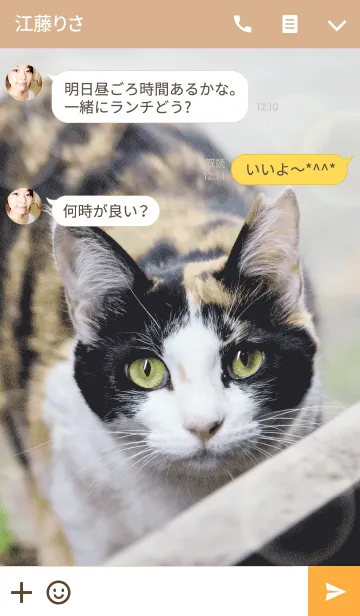 [LINE着せ替え] ノラネコラ ミケの画像3