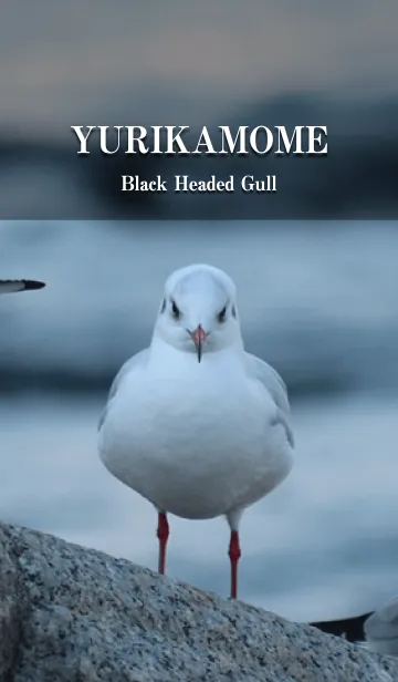 ゆりかもめ -Black-headed gull-の着せ替えメイン画像