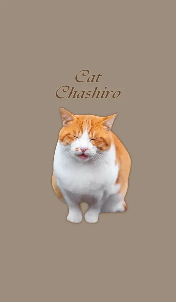 [LINE着せ替え] Cat Chashiro ちゃしろねこ / ブラウンの画像1