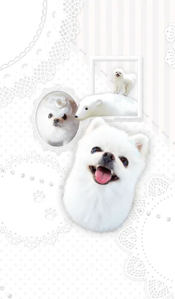 [LINE着せ替え] モフモフ☆白ポメラニアン ミオ 着せかえの画像1