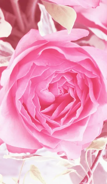 [LINE着せ替え] one rose -pink-の画像1