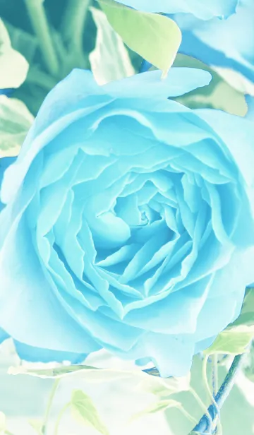 [LINE着せ替え] one rose -blue-の画像1