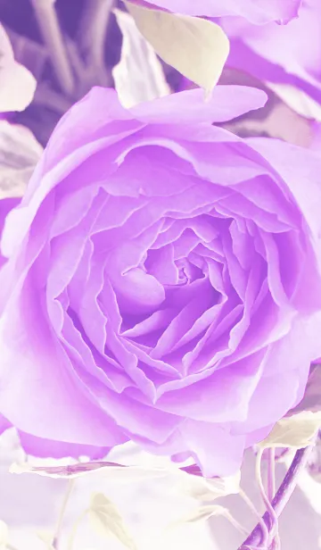 [LINE着せ替え] one rose -purple-の画像1