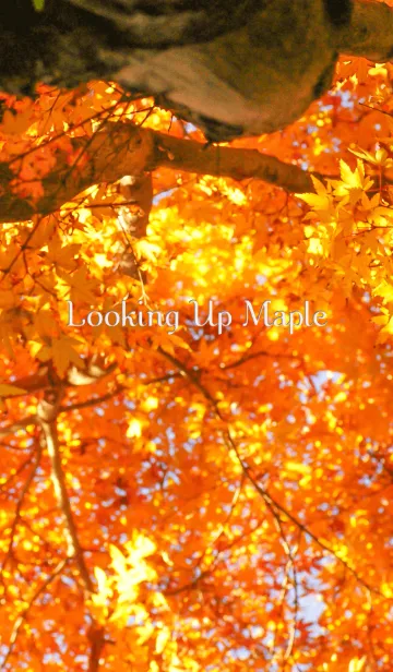 [LINE着せ替え] 見上げるもみじの画像1