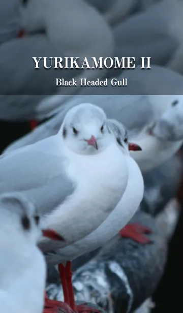 [LINE着せ替え] ゆりかもめ II -Black-headed gull-の画像1
