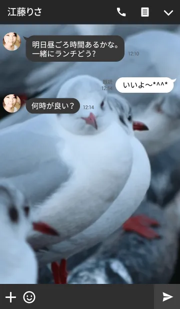 [LINE着せ替え] ゆりかもめ II -Black-headed gull-の画像3