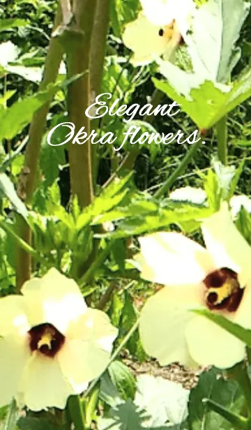 [LINE着せ替え] Elegant okra flowers.の画像1