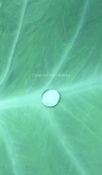 [LINE着せ替え] Drop on taro leavesの画像1
