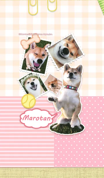 [LINE着せ替え] 柴犬・マロたん 着せかえの画像1
