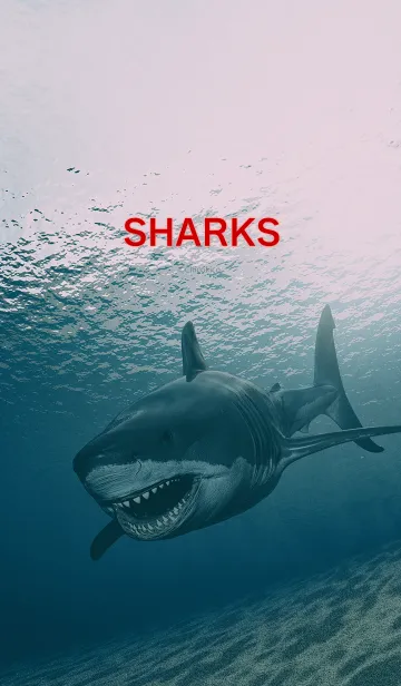 [LINE着せ替え] SHARKSの画像1
