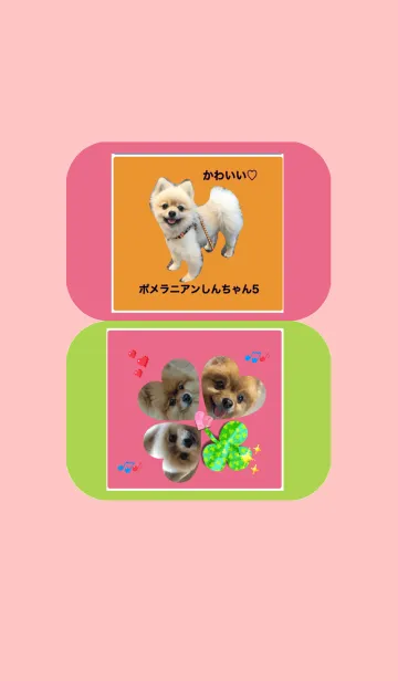 [LINE着せ替え] 可愛いポメラニアンしんちゃん5の画像1