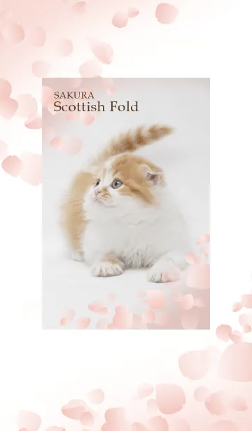 [LINE着せ替え] 桜スコティッシュの画像1