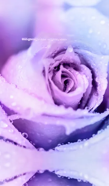 [LINE着せ替え] 紫の薔薇きせかえの画像1