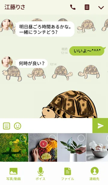 [LINE着せ替え] リクガメ着せ替えNo,2の画像4