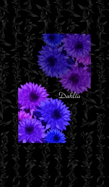 [LINE着せ替え] ダリア -Cool color-の画像1