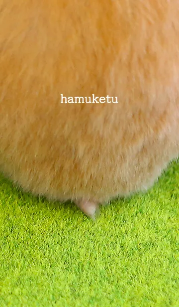 ハムケツの着せ替えメイン画像